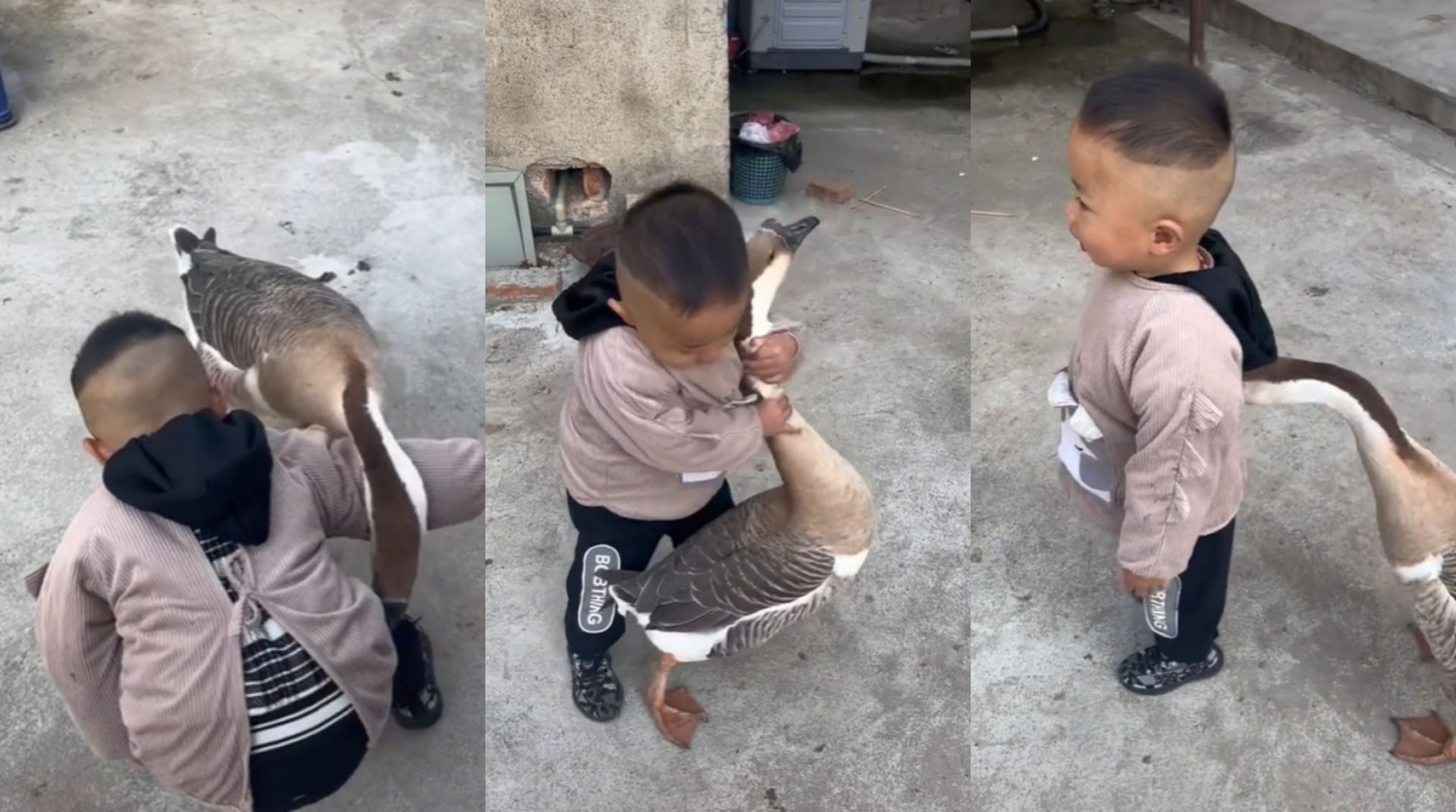 video of brave boy playing with goose went viral, m’sian netizens amused!