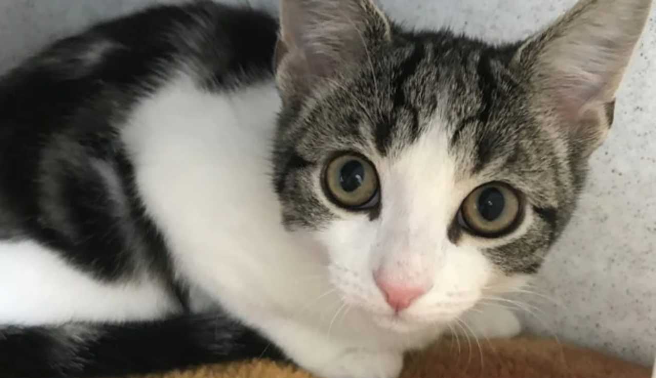 pertama kali dikesan, kucing ini tidak ada jantina