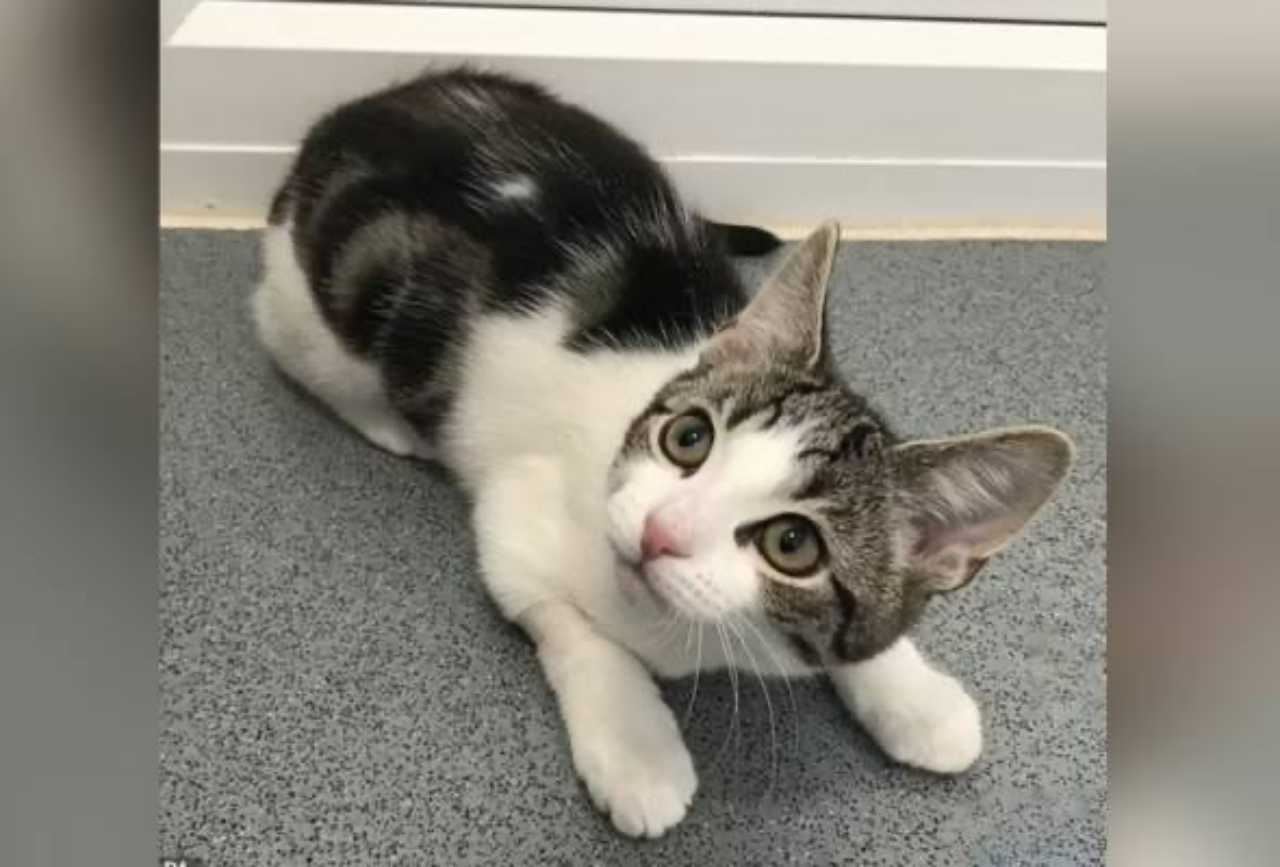 pertama kali dikesan, kucing ini tidak ada jantina