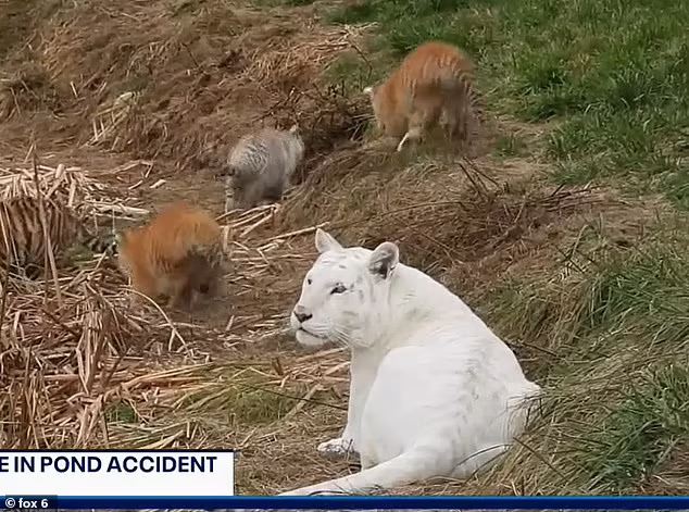 sayu lihat ibu harimau berkabung lepas dua anaknya mati lemas