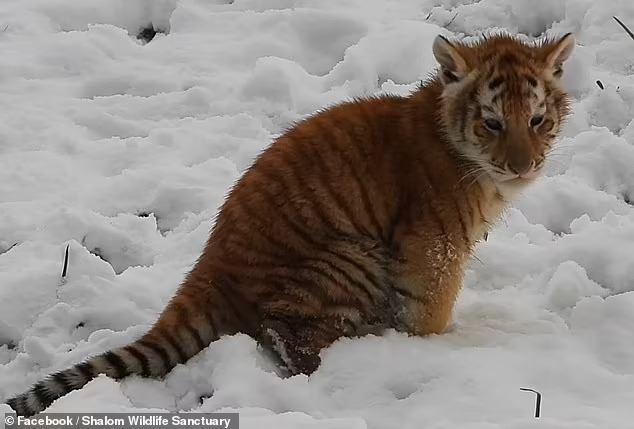 sayu lihat ibu harimau berkabung lepas dua anaknya mati lemas
