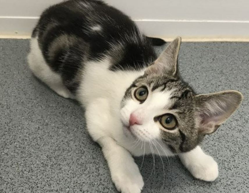 no gender! rescuers save homeless cat and shocked to discover it was neither female or male