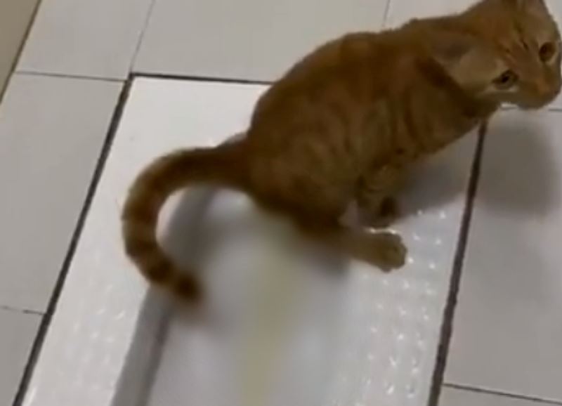 “so smart!” oyens seen peeing in toilet and even flush it after