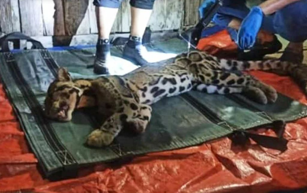 leopard enters elderly couple’s home while chasing cat in pahang, leaves bedridden woman in scratches