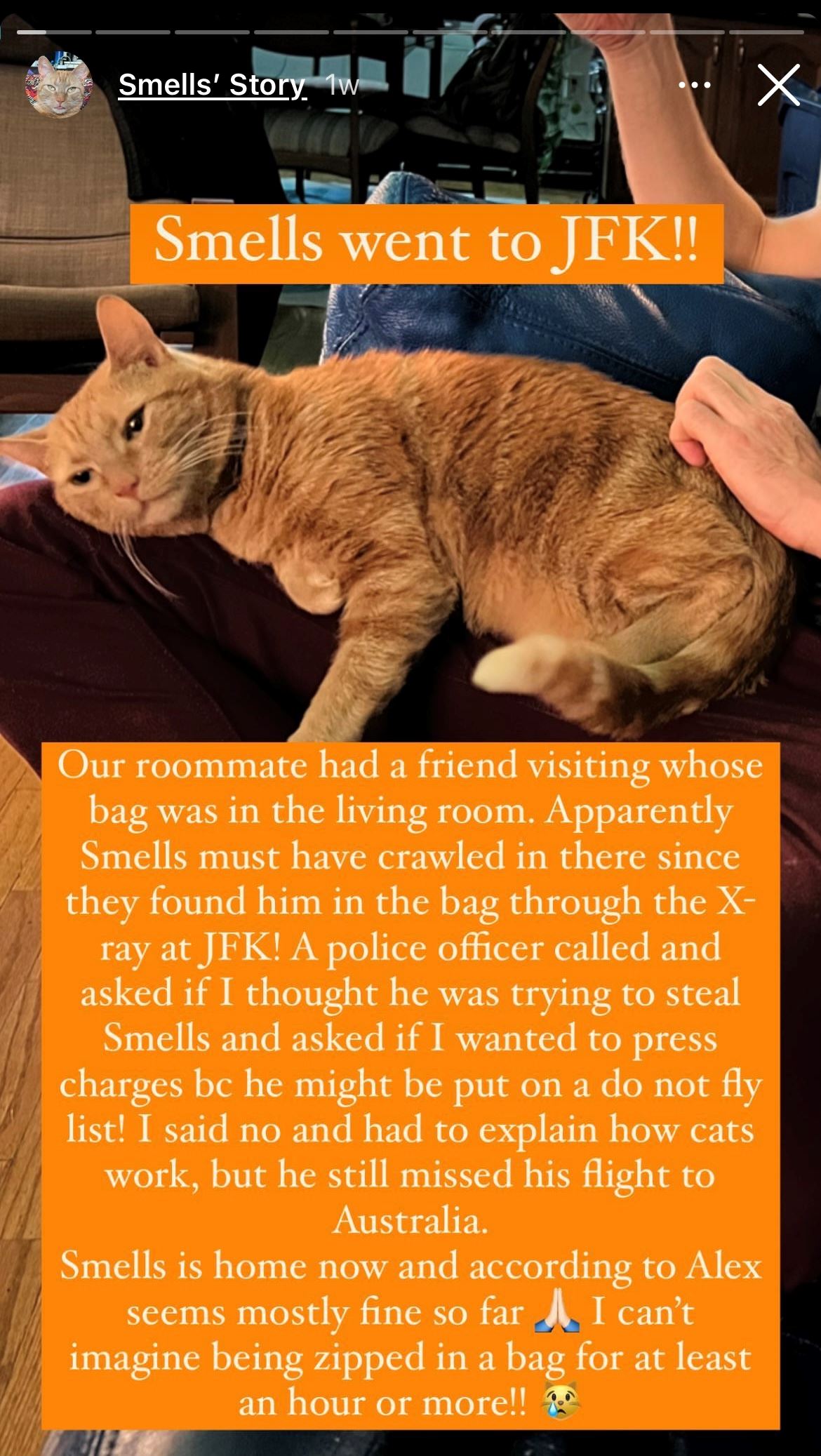 senyap-senyap oyen masuk beg, kantoi masa di airport