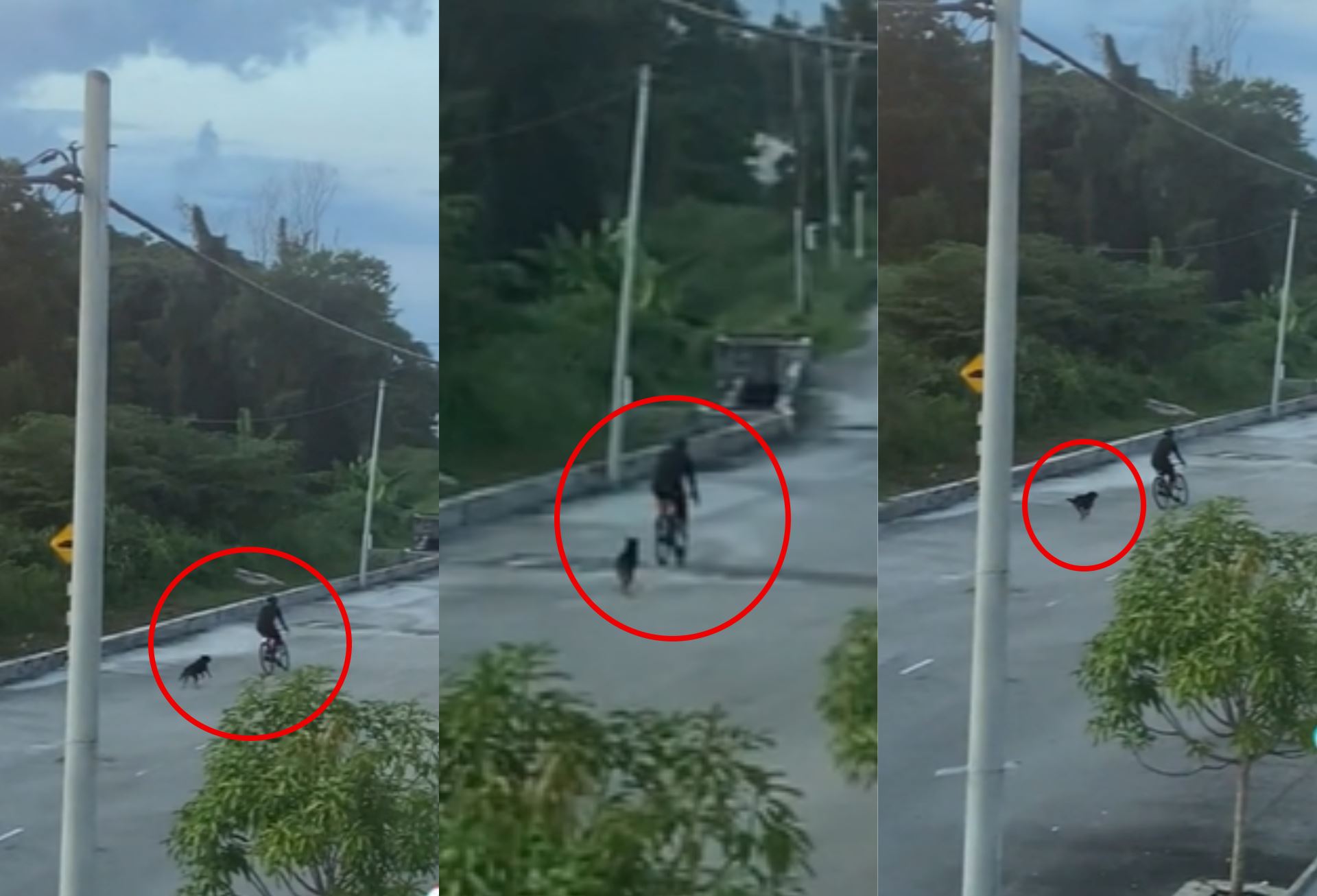 “azizulhasni awang mode!” cyclist chased by dogs caught on camera, netizens amused