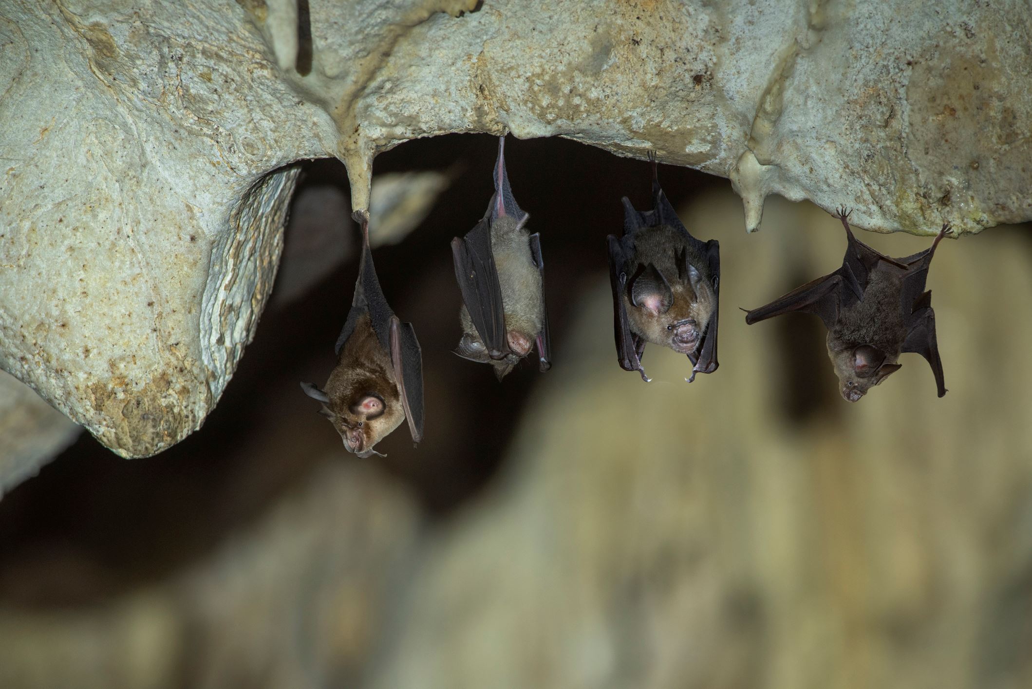 new covid-like virus found in russian bats, able to infect humans says us study
