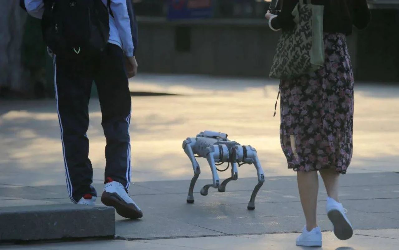bela robot anjing berjalan kini jadi satu trend di china