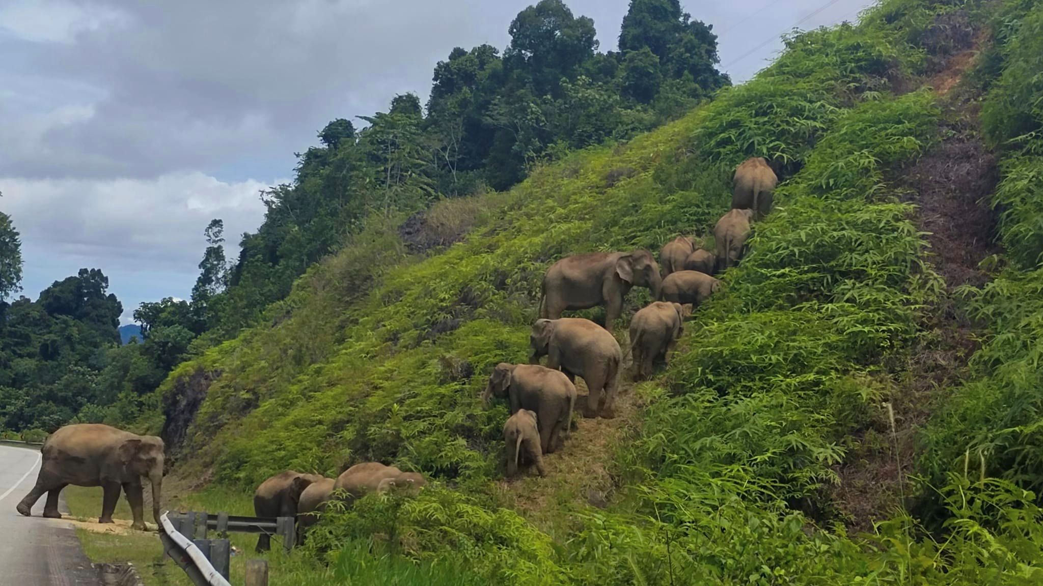 tular insiden gajah naik bukit kait dengan bencana besar, ini penjelasan sebenar