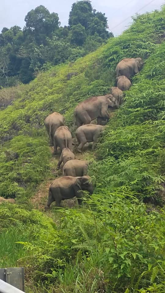 tular insiden gajah naik bukit kait dengan bencana besar, ini penjelasan sebenar
