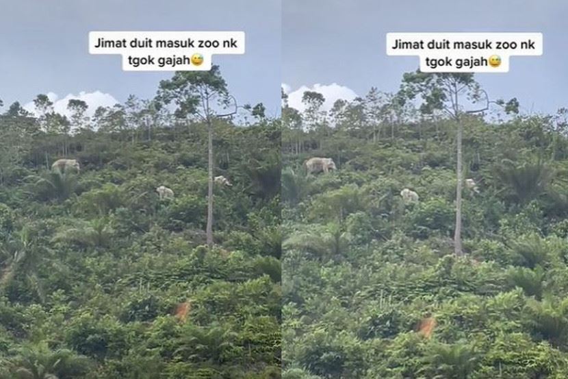 tular insiden gajah naik bukit kait dengan bencana besar, ini penjelasan sebenar