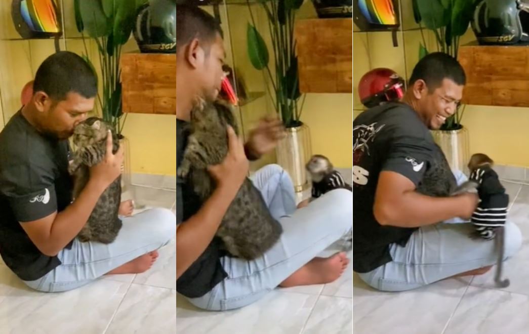 this stole m’sians hearts! pet monkey gets jealous seeing owner cuddling one of his cats