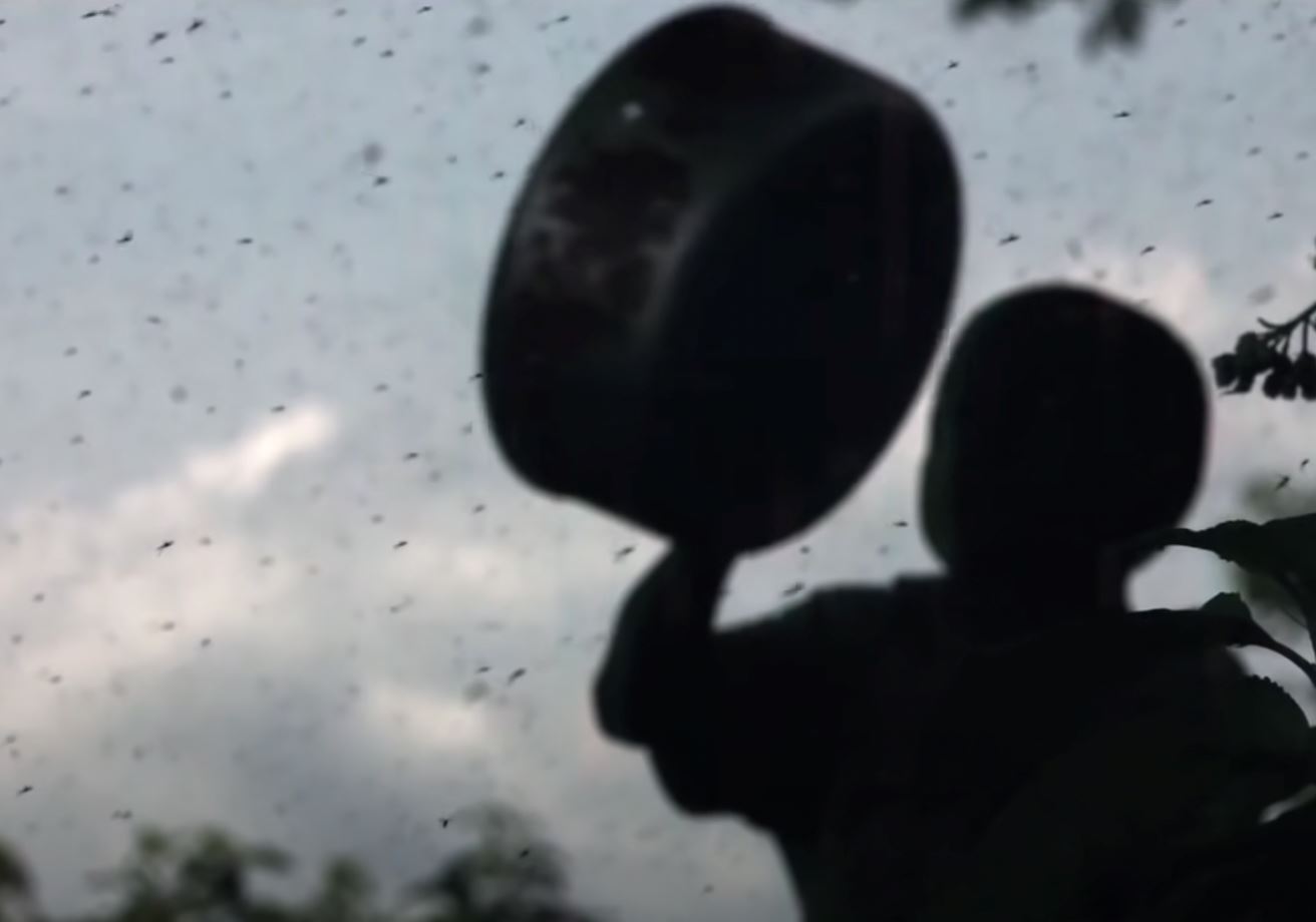 kumpul ribuan nyamuk dan hidang macam daging burger, katanya tinggi protein?