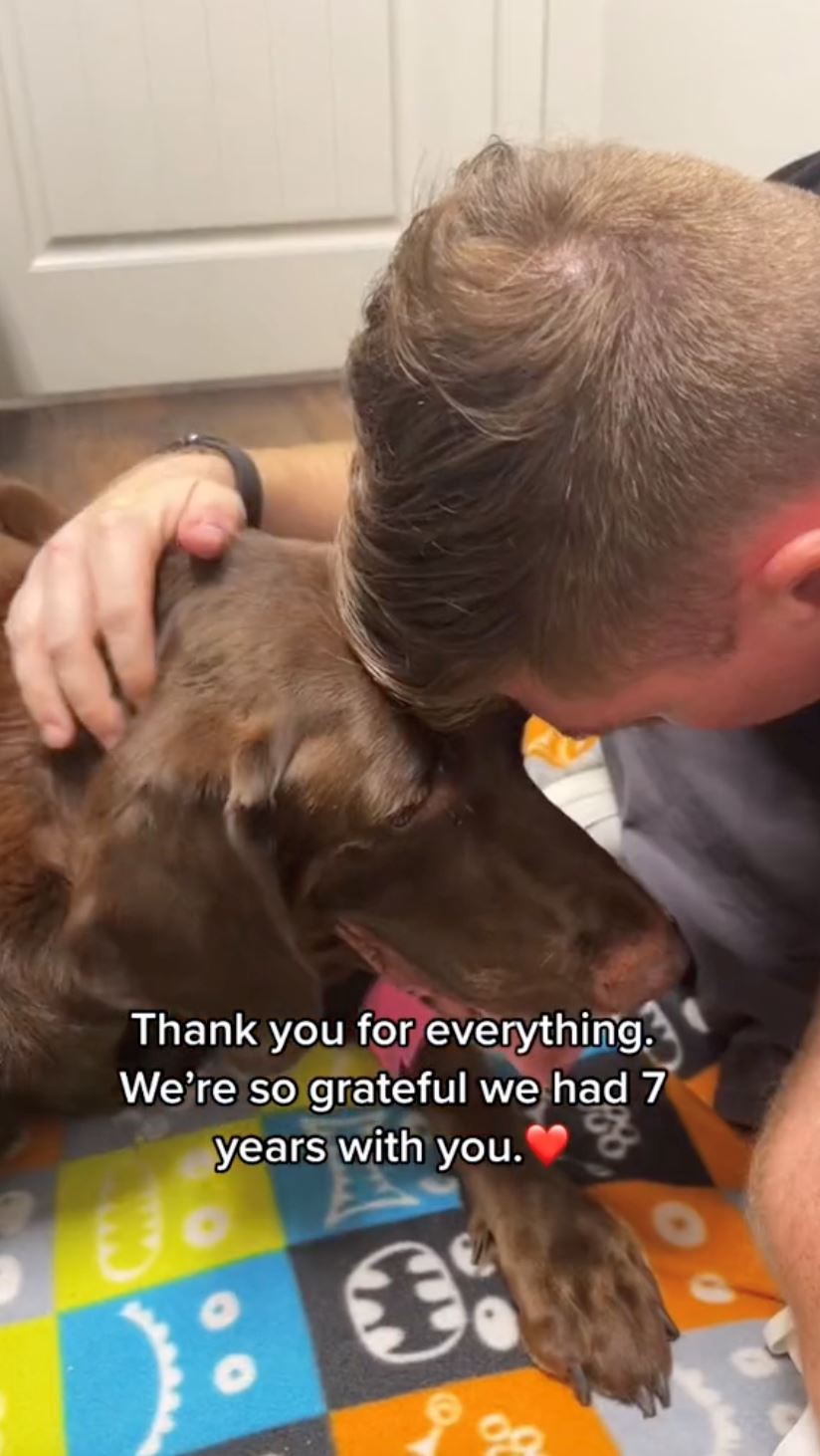 anjing hidap kanser peluk pemiliknya buat kali terakhir sebelum ditidurkan selamanya