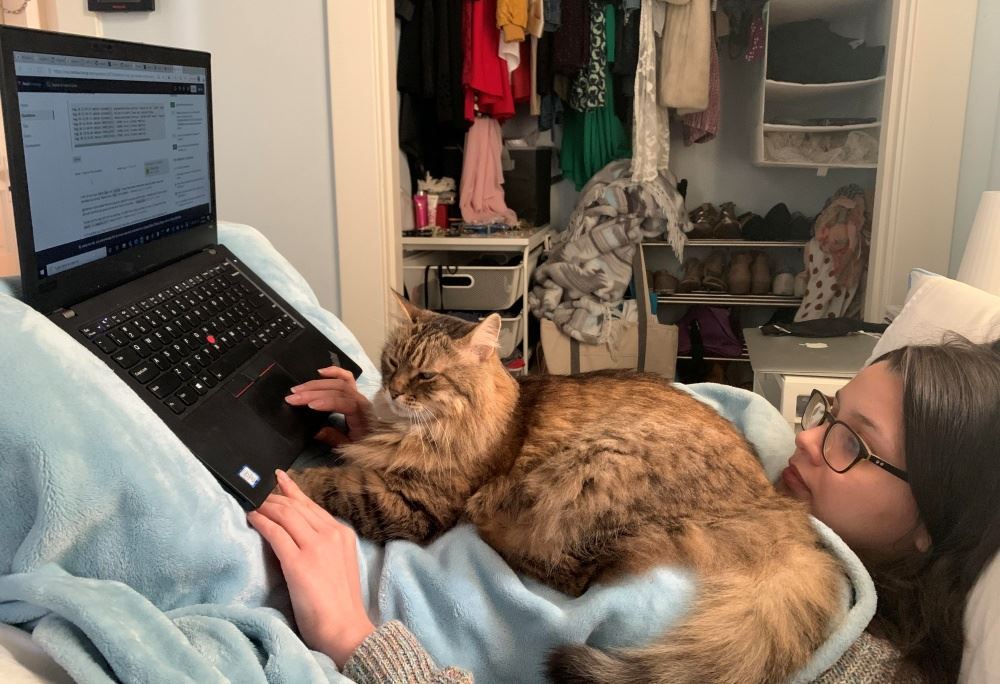 buat kerja bersama kucing akan menjadikan lebih bahagia- pakar