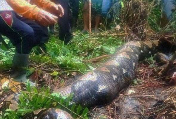 nenek usia 50-an hilang rupanya telah ditelan ular sawa dalam hutan