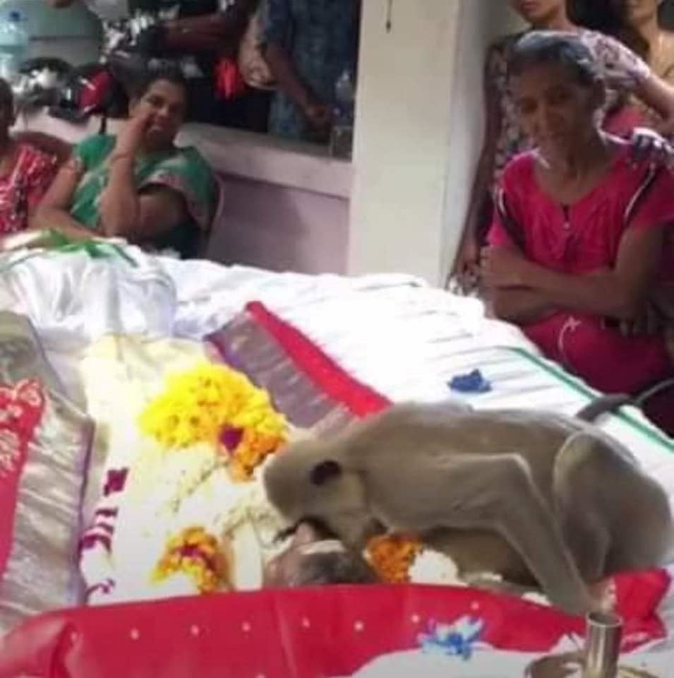 sayu lihat monyet berkali-kali kejut tuannya yang dah meninggal dunia