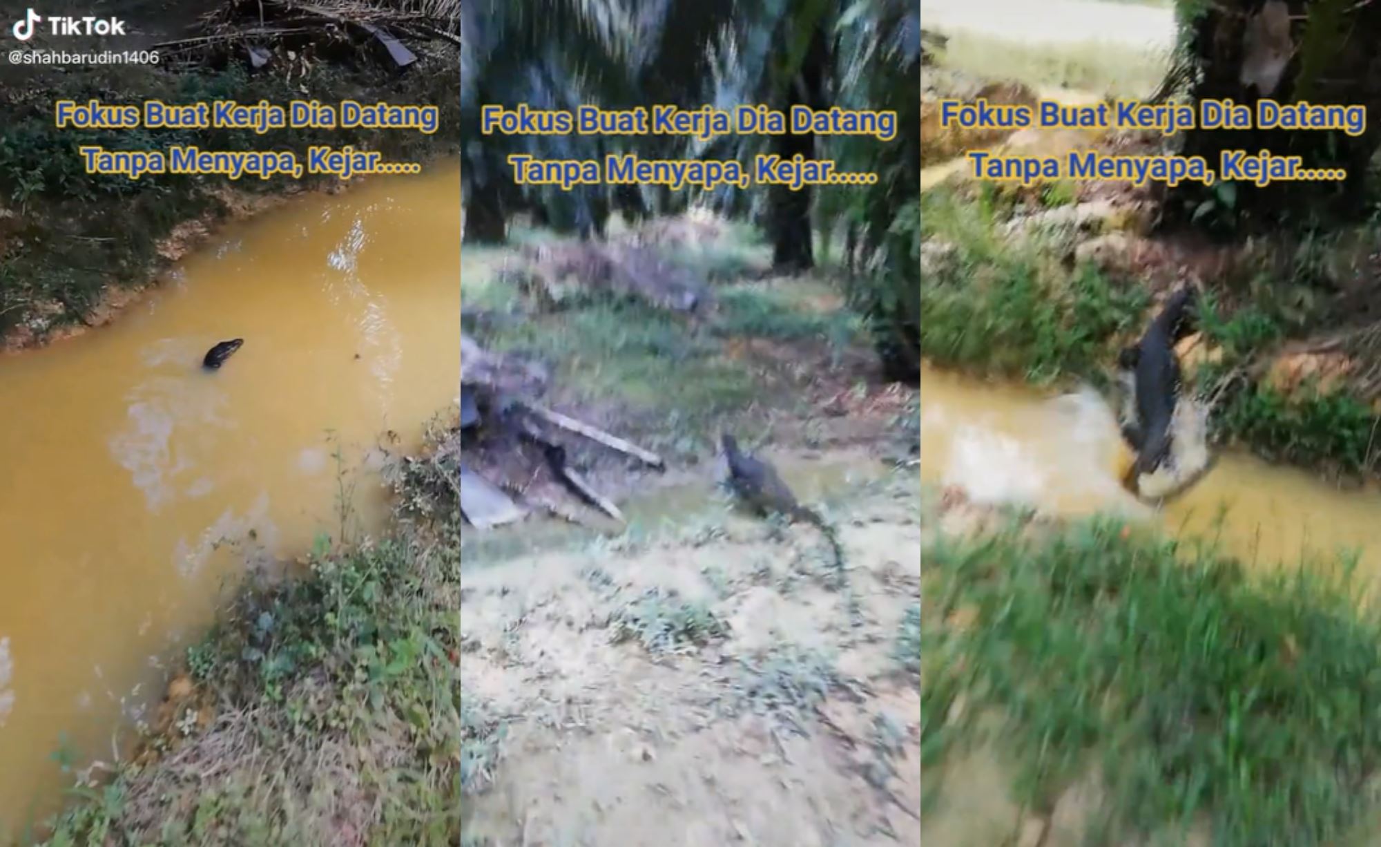 video of man chasing giant monitor lizard went viral, malaysians amused!