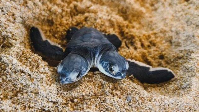 ‘kembar siam’ - anak penyu berkepala dunia ditemui di terengganu