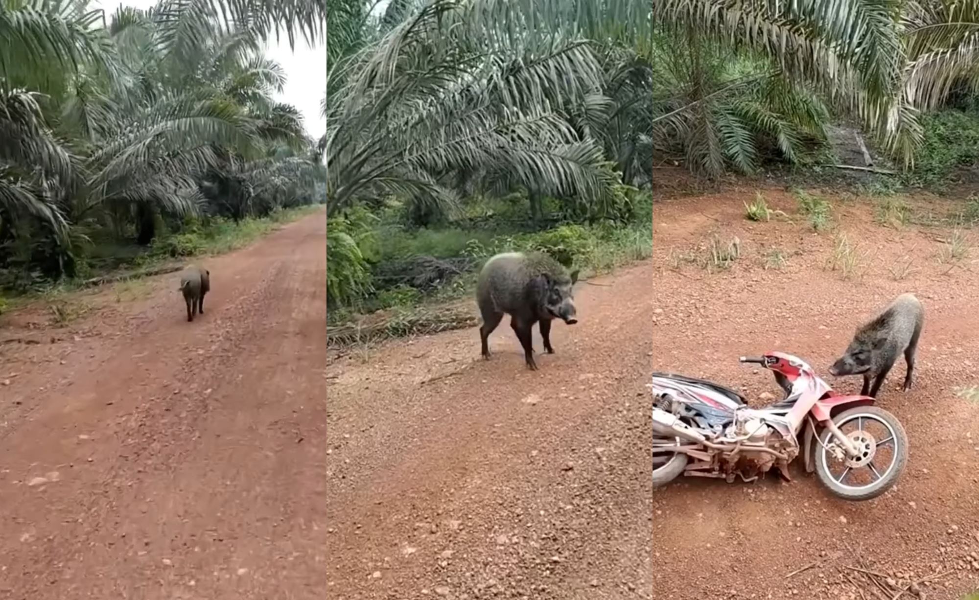 man on motorcycle provokes wild boar, ended up in a tree at palm oil plant