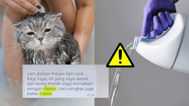 mandi-kucing-clorox-640.png