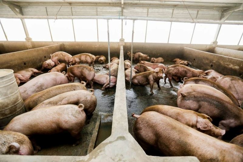 african swine fever detected at two pig farms in perak
