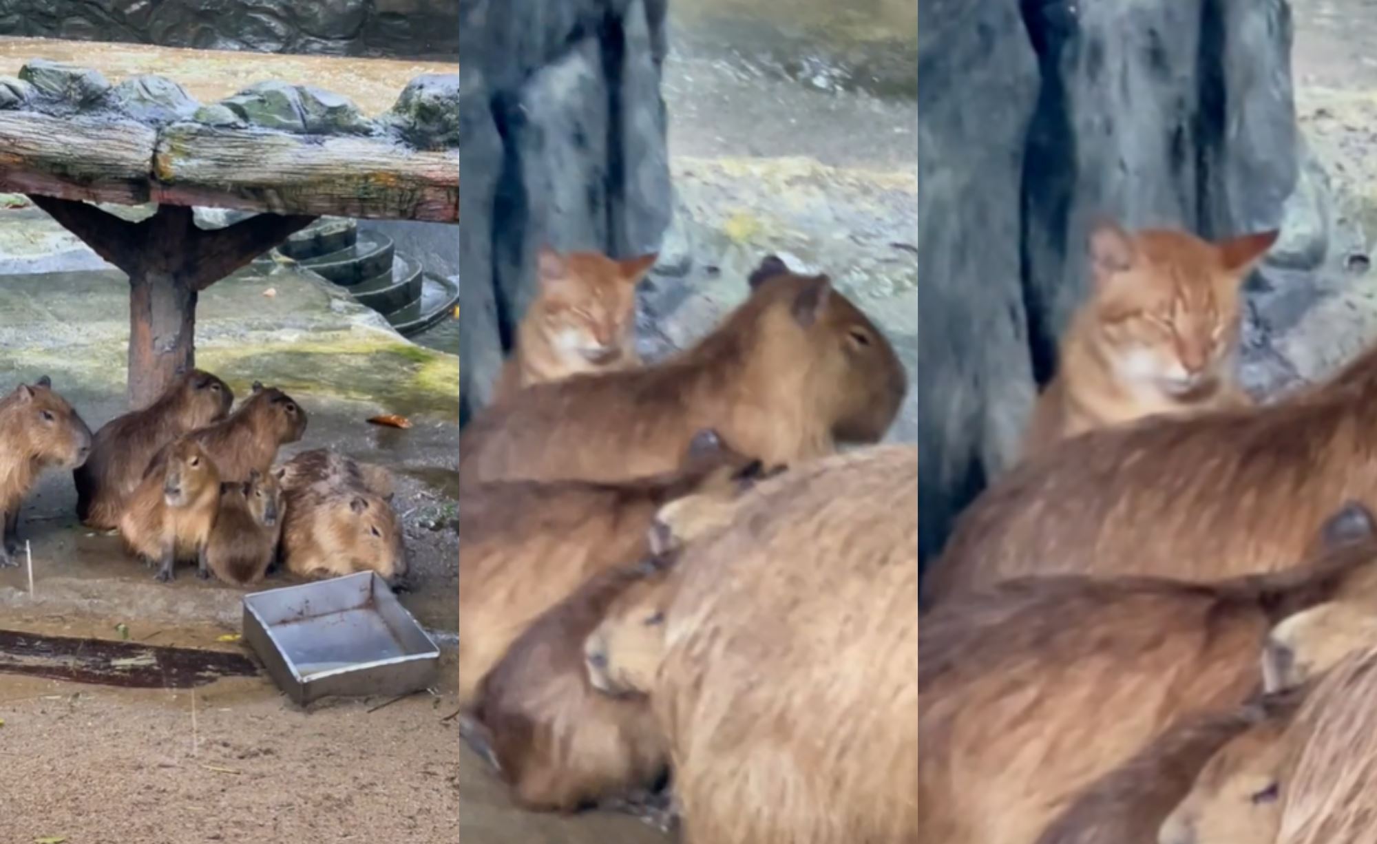 “it’s oyen!” photo of orange cat in capybara enclosure goes viral, again!