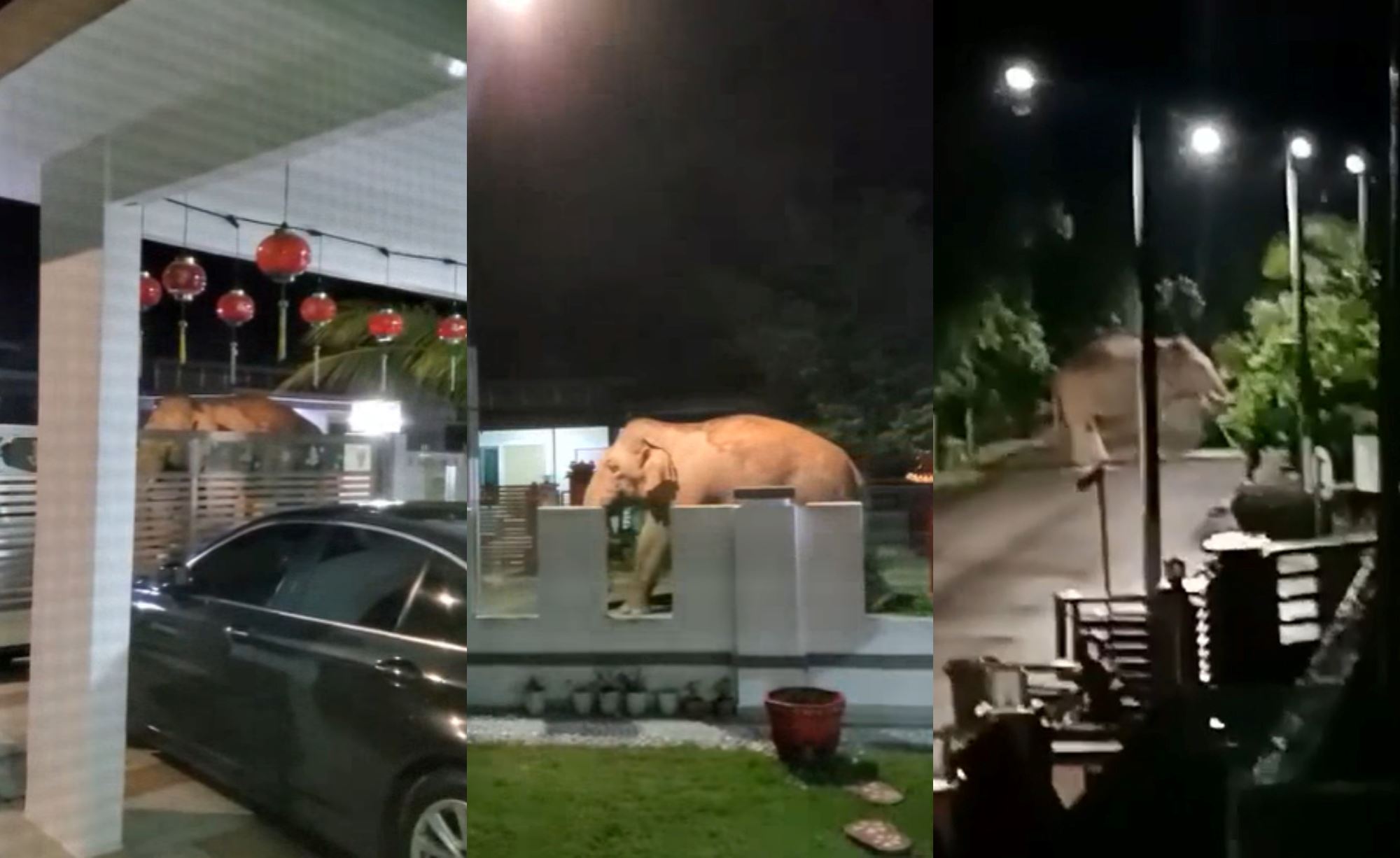 wild elephants spotted at residential area in johor, foraging for food