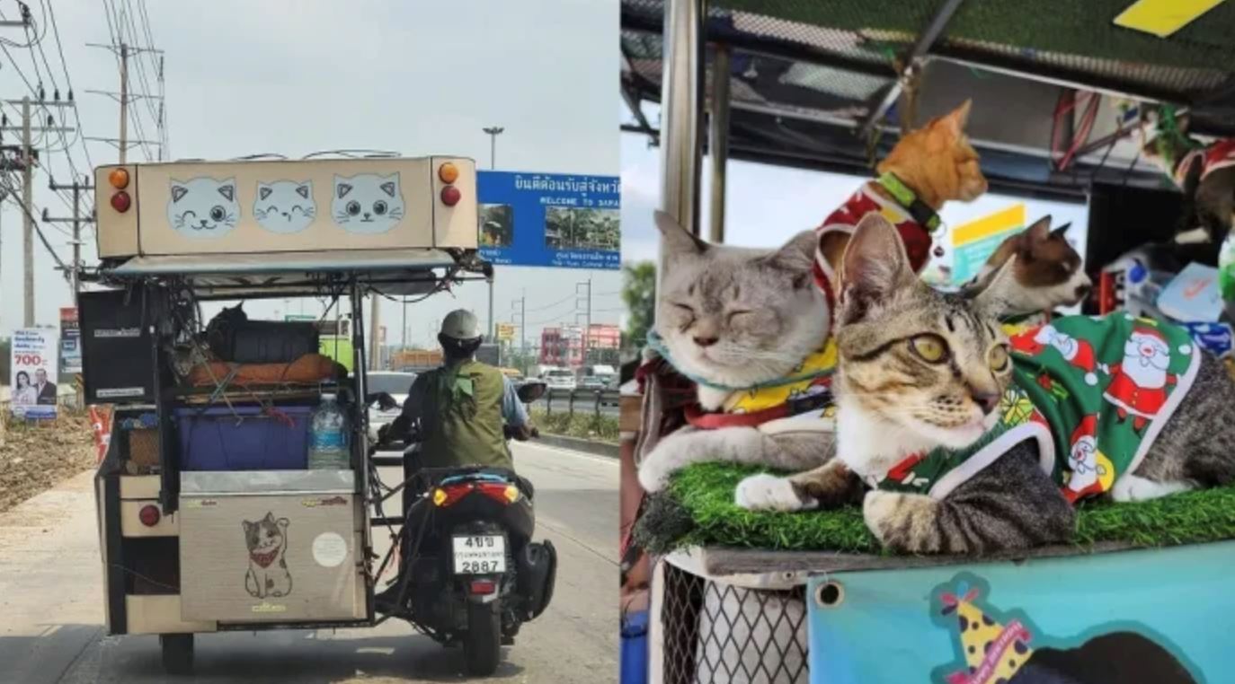 elderly man in thailand goes viral for travelling 300km with his 11 cats in a sidecar motorcycle
