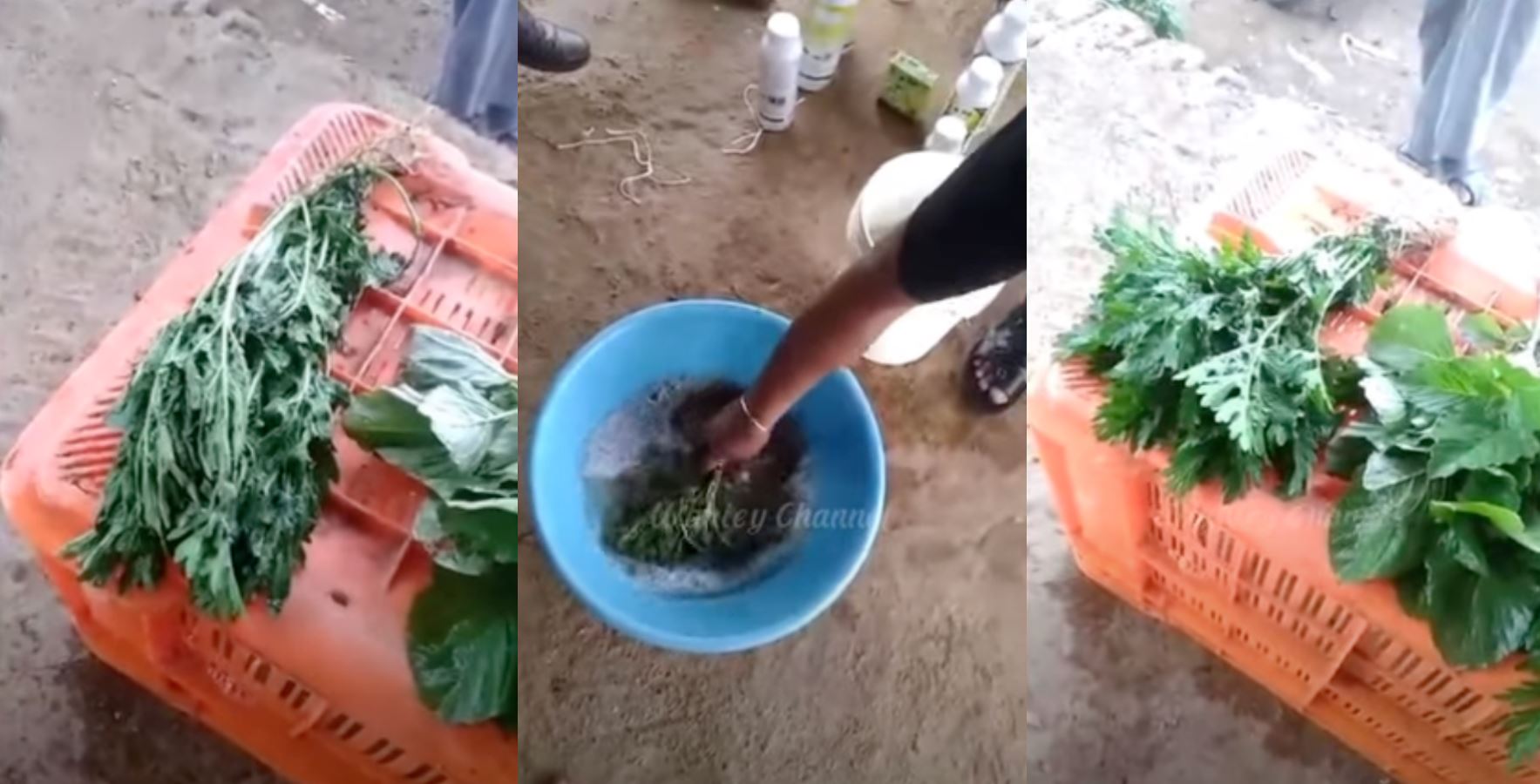 video celup sayur dalam cecair buat ia kembali segar bukan jadi di malaysia