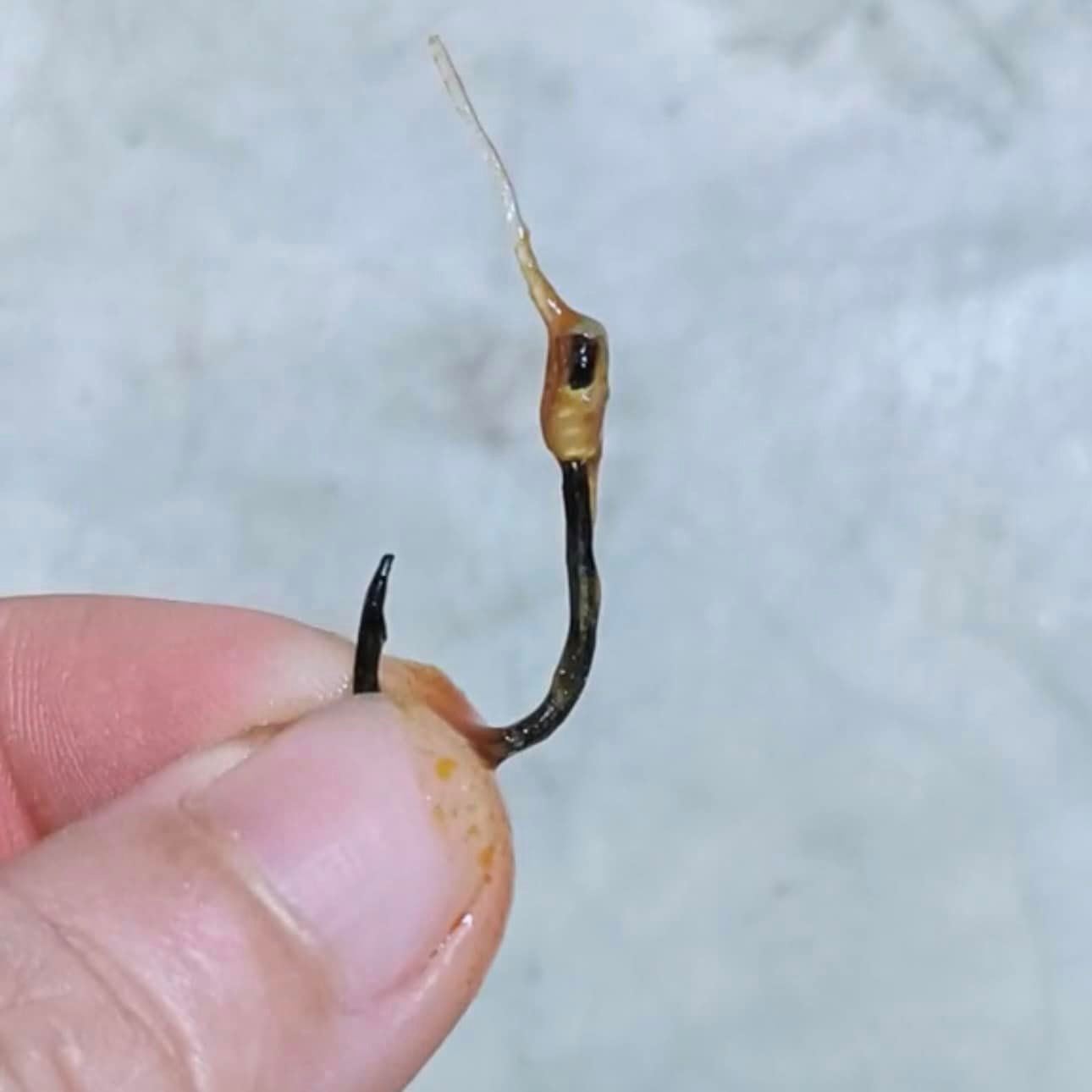 ngeri, lelaki terjumpa mata kail dalam tin ikan sardin