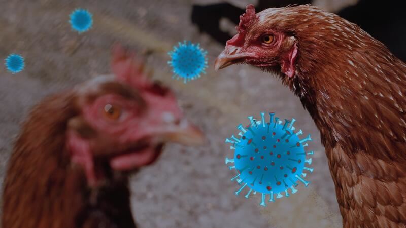 中国现首宗h3n8死亡案例！或是下一个大流行！