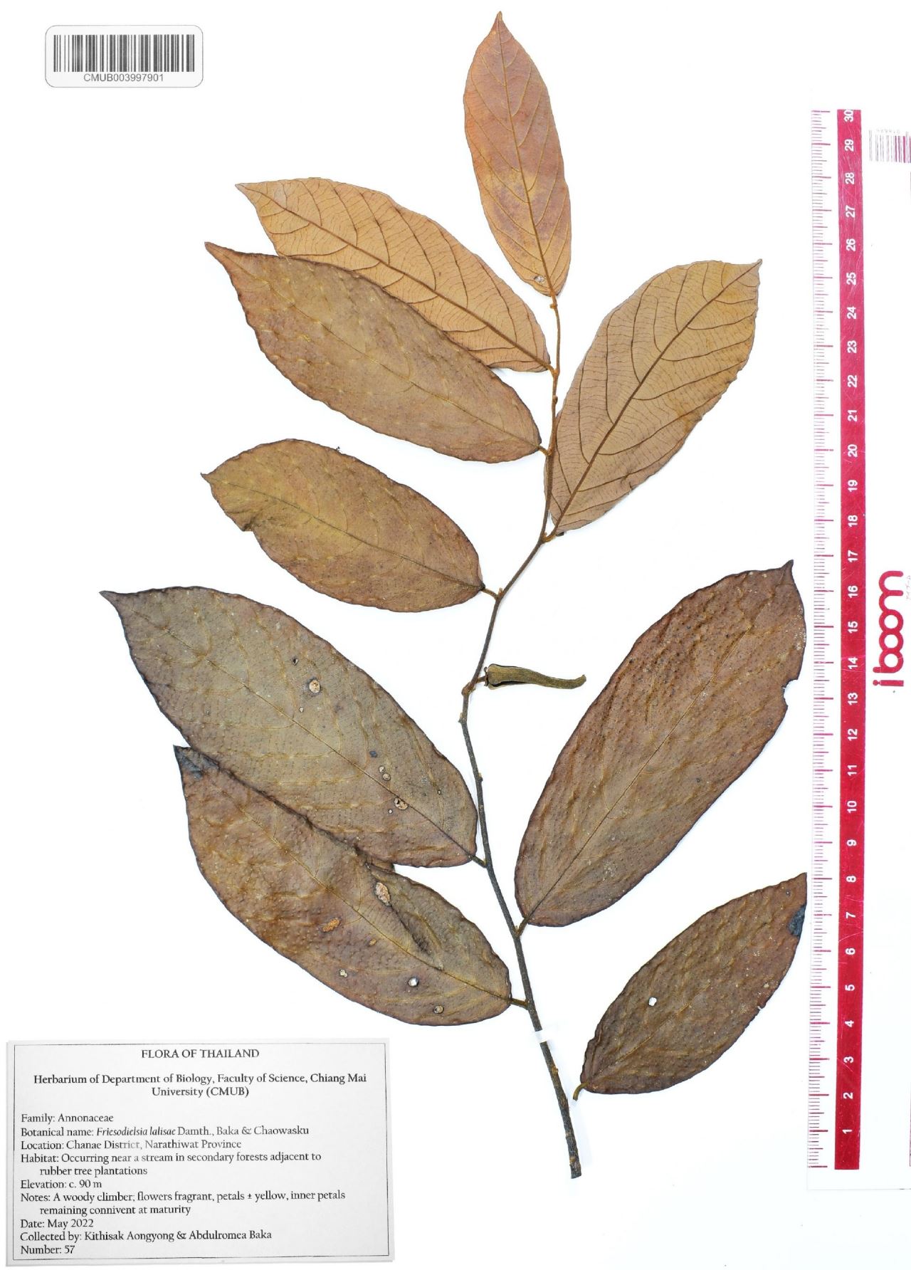 spesis bunga baharu ini diberi nama ‘bunga lalisa’ sempena lisa blackpink