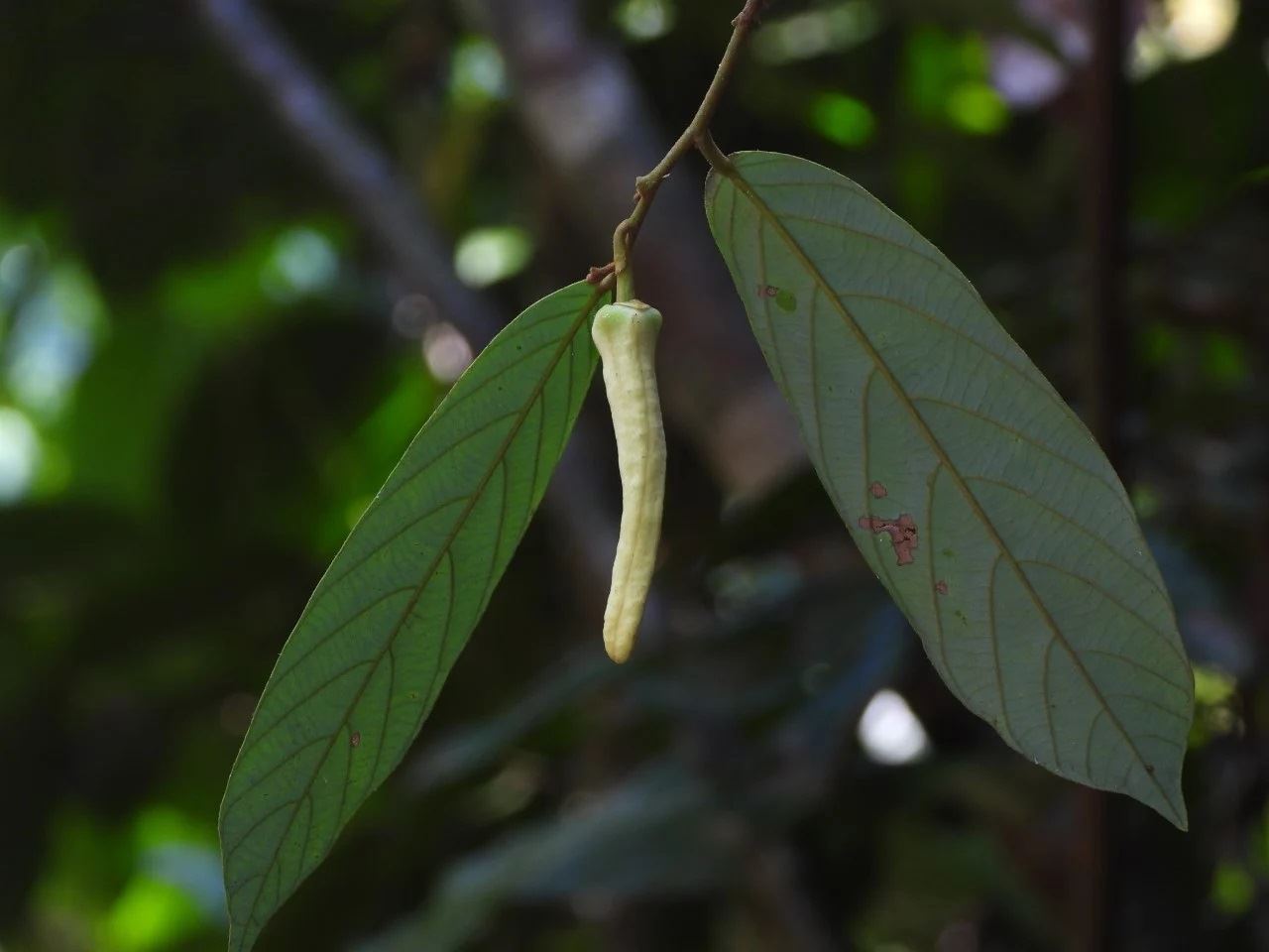 spesis bunga baharu ini diberi nama ‘bunga lalisa’ sempena lisa blackpink