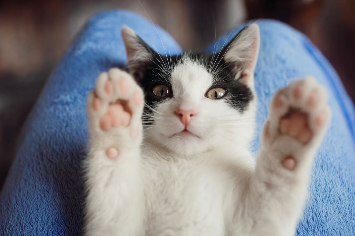 tak sampai hati tinggal kucing di rumah masa balik kampung? ini cara bawa kucing naik kereta