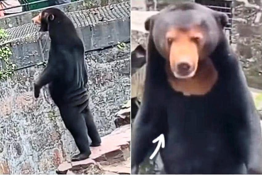 nampak macam orang, zoo nafi guna maskot beruang dalam kandang