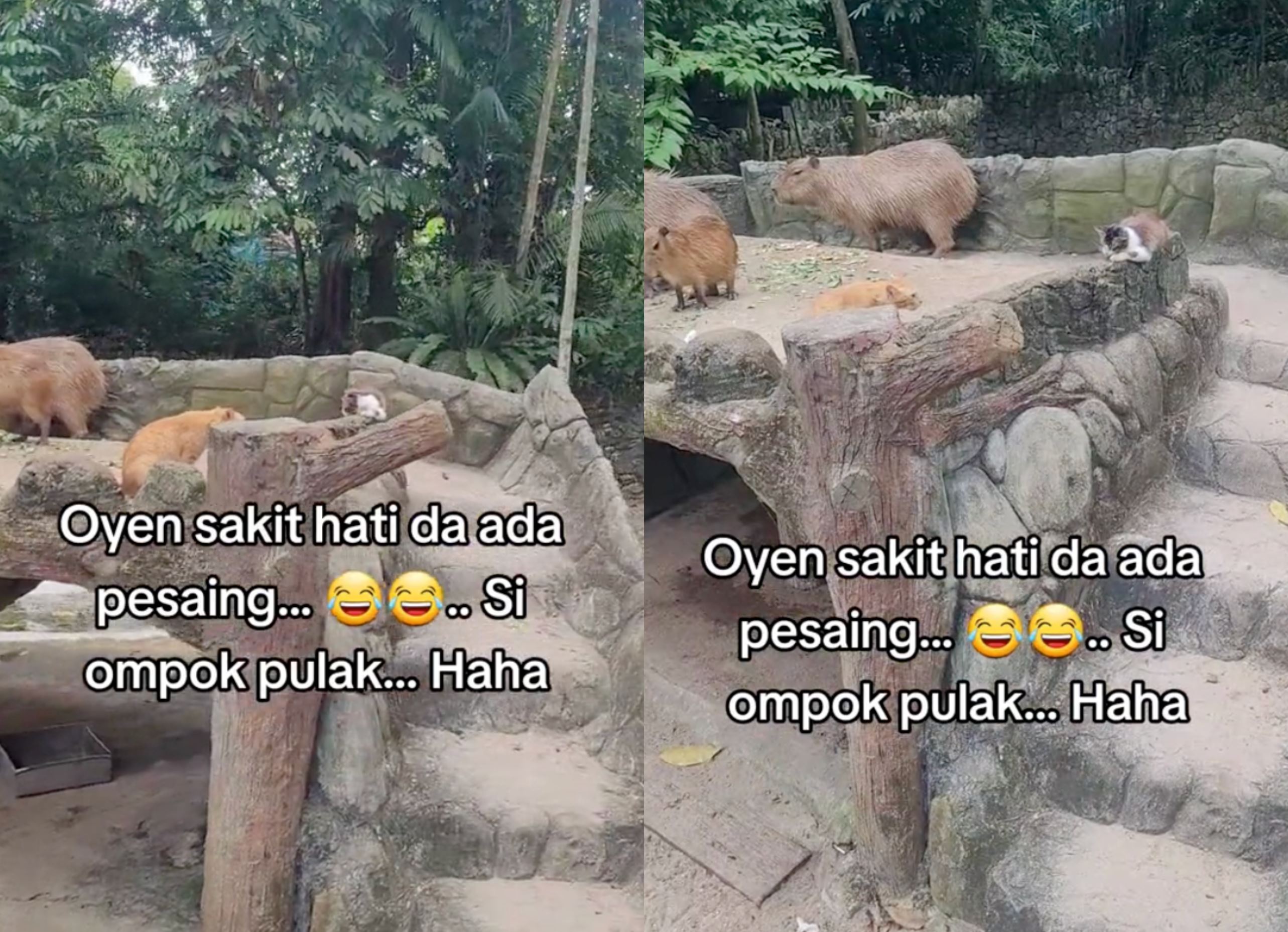 meet tompok! the latest cat trying to join the capybaras at zoo negara!