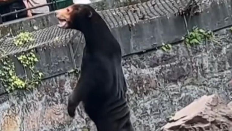 nampak macam orang, zoo nafi guna maskot beruang dalam kandang
