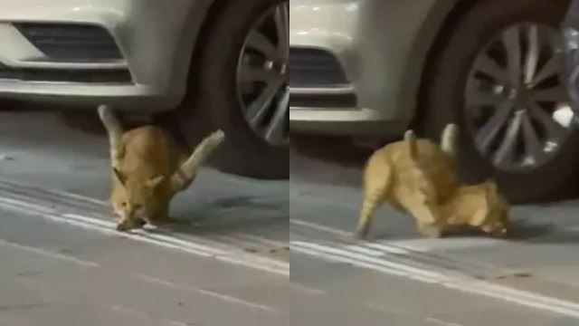 kucing-patah-kaki-640.png