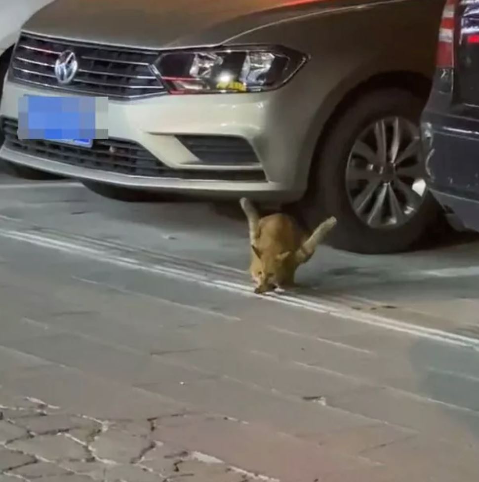 sedih lihat kucing dianiaya sampai kena jalan dua kaki tegak ke atas