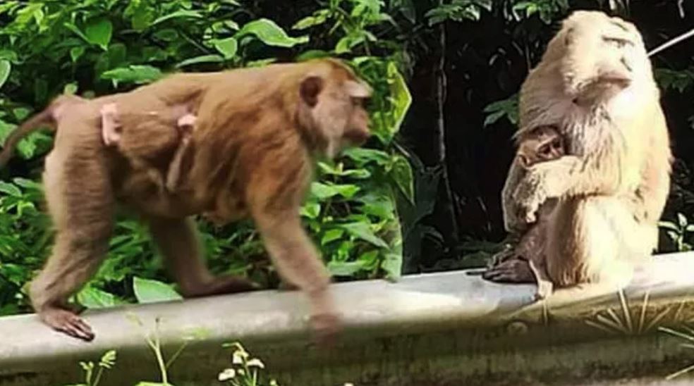 padah buang air kecil tepi jalan, lelaki diserang lebih 10 ekor monyet liar