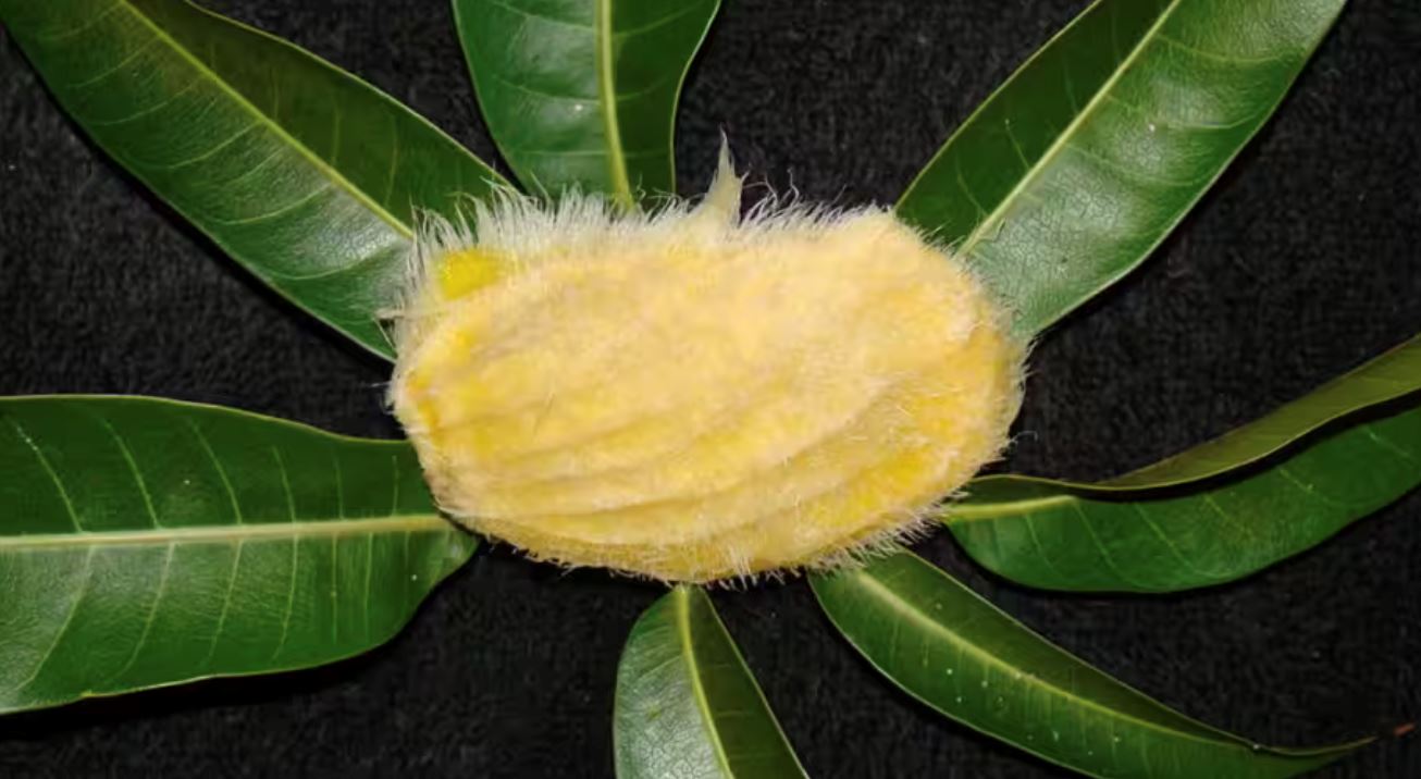 aneh, makin ramai anak muda ‘bela’ biji buah mangga jadi haiwan ternakan