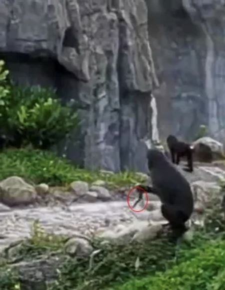 tular video monyet dalam zoo hunus pisau tajam, ramai anggap macam babak filem