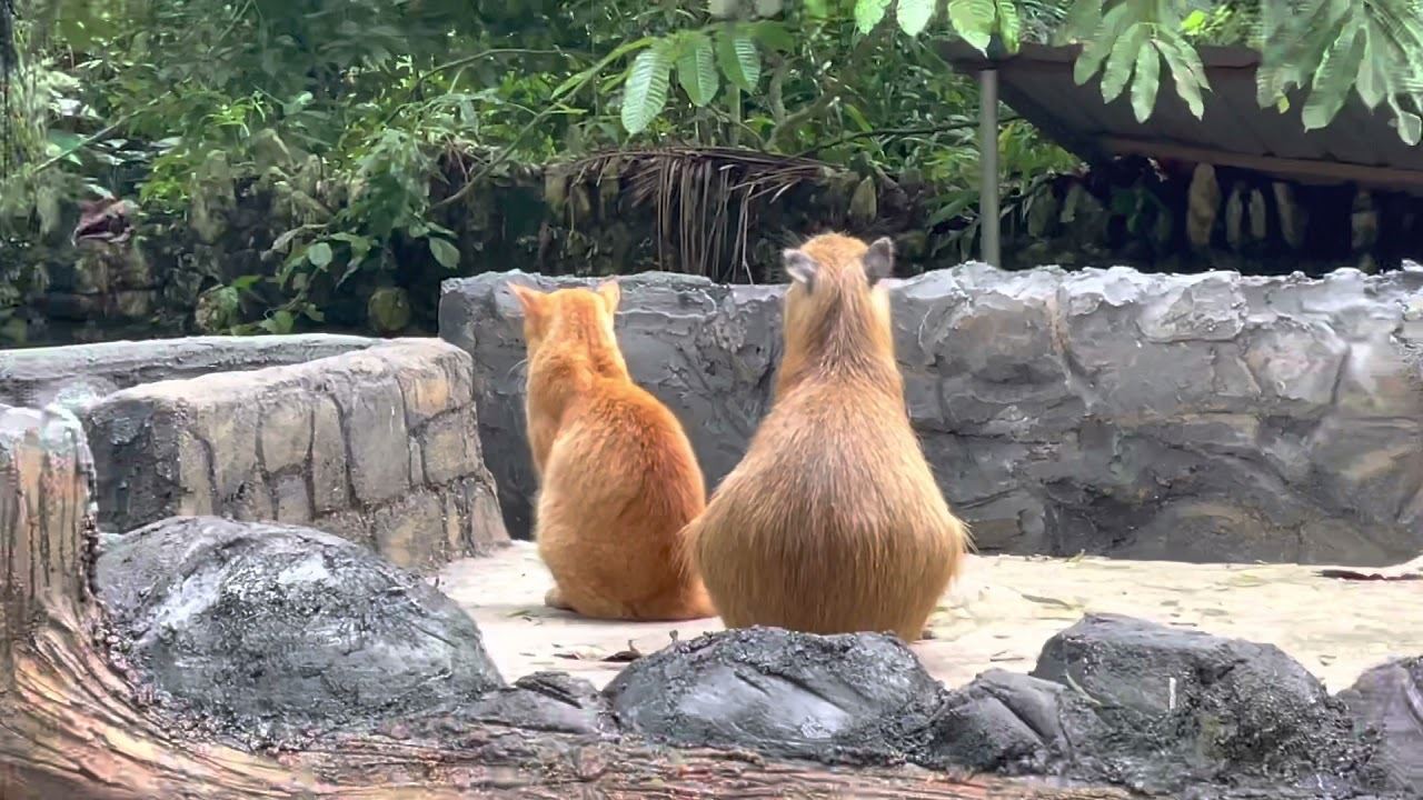 zoo negara cari pasangan betina untuk oyen, syaratnya kena oyen juga