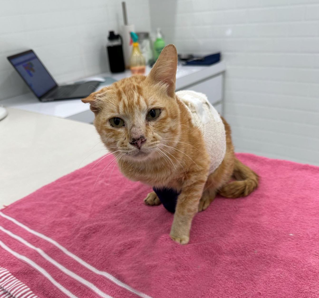 oyen ‘elmina’ kini pergi untuk selamanya, “terima kasih semua mendoakan..”