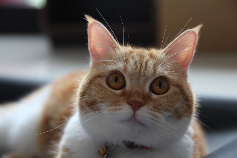 hanya kucing sahaja boleh dengar bunyi dari video ini. jom try!