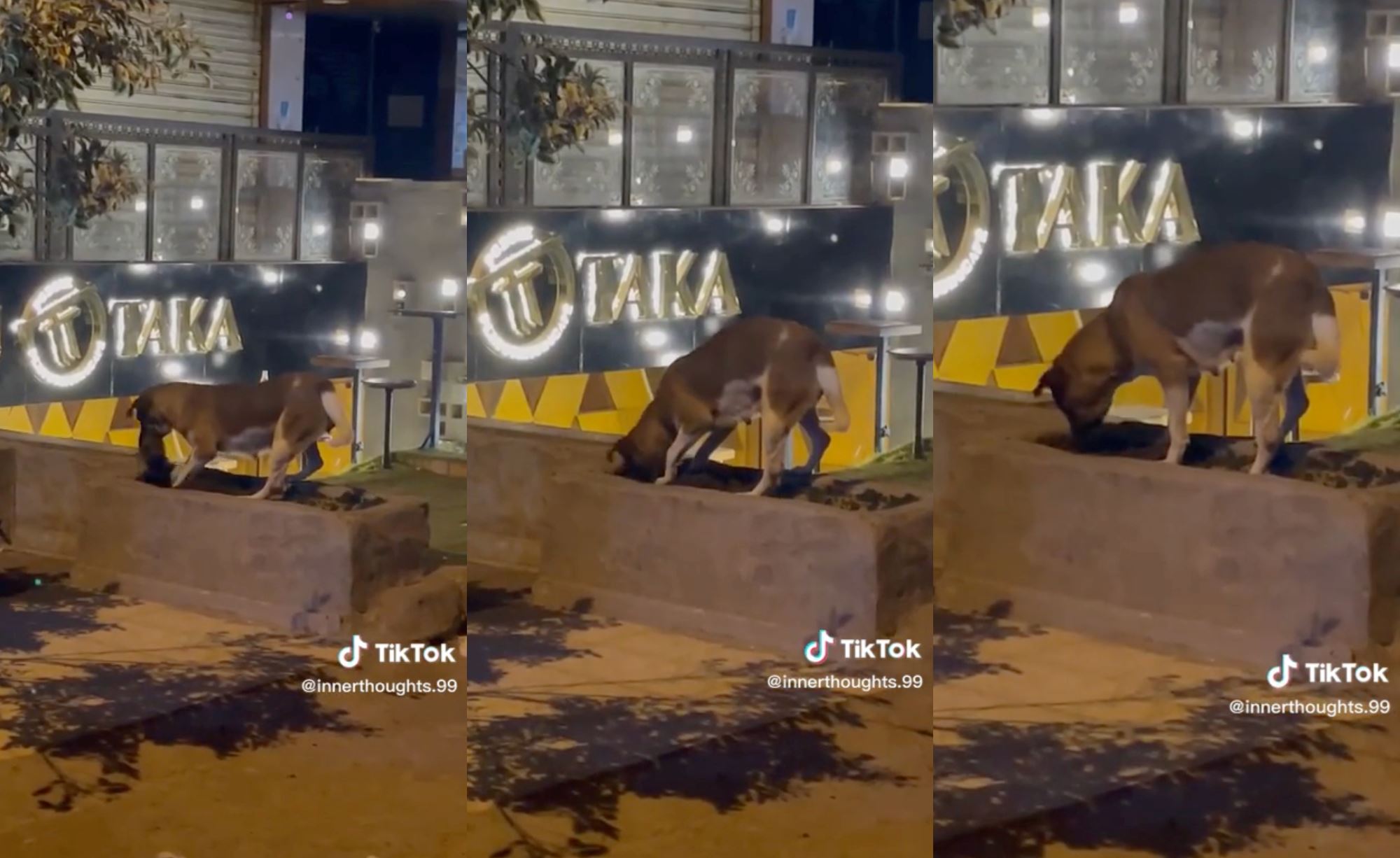 “weird how the world works” viral video shows doggo burying dead cat that was hit by car