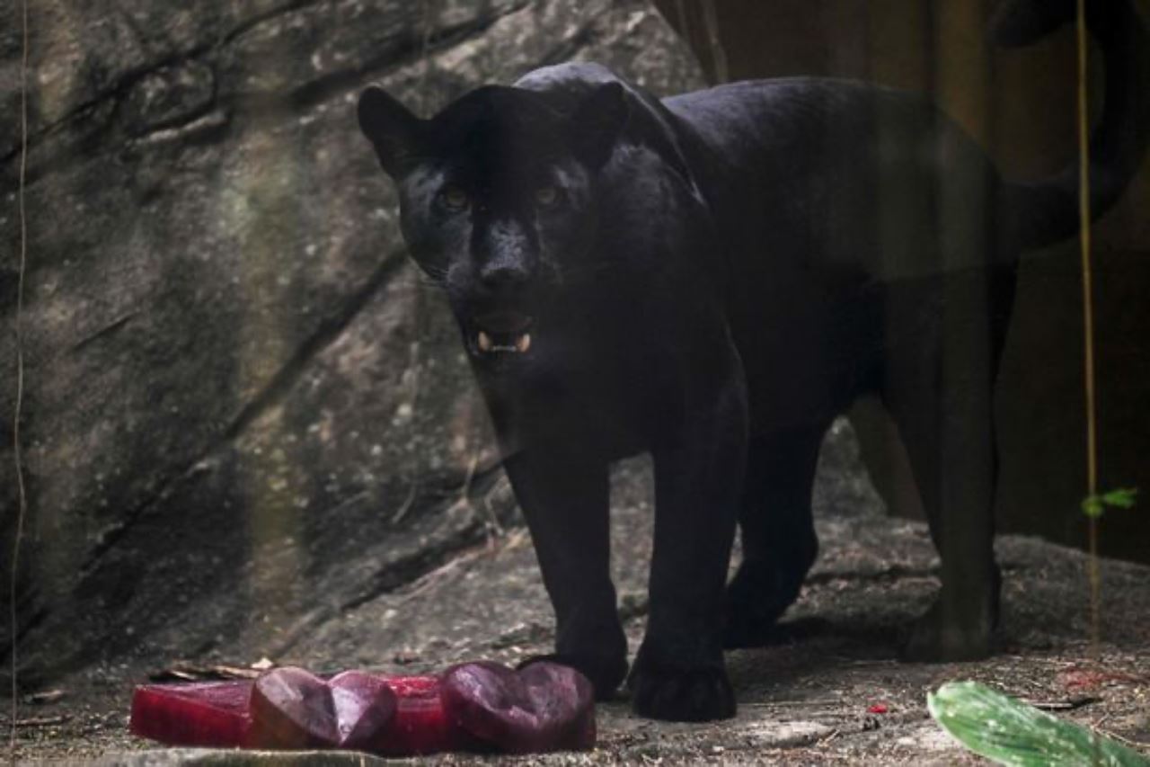 haiwan dalam zoo ini diberi makan aiskrim berperisa darah, daging