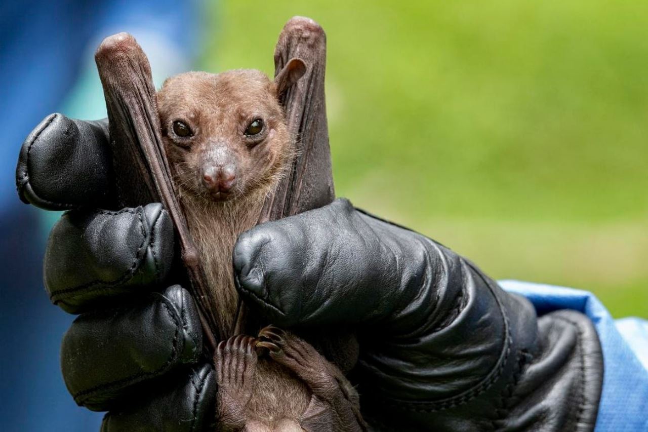 9 maut akibat wabak marburg, who adakan mesyuarat tergempar