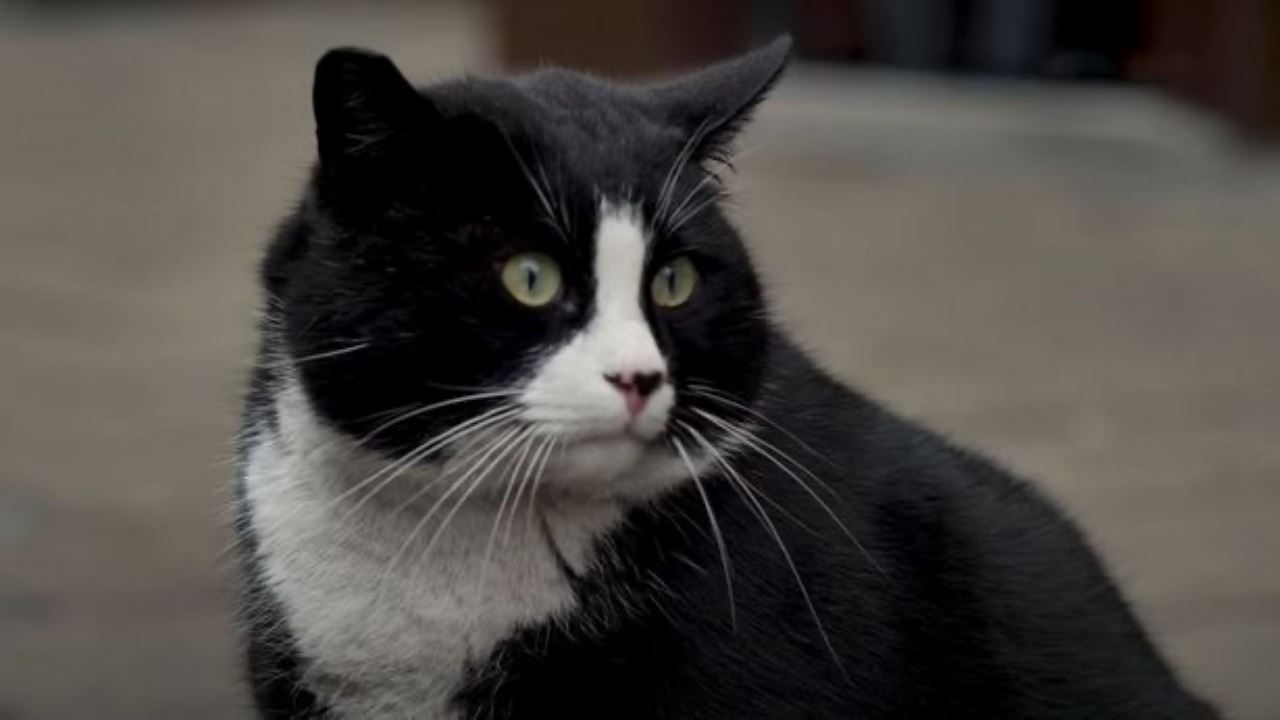 kucing gemuk berjaya tarik pelancong lawat ke bandar kecil ini